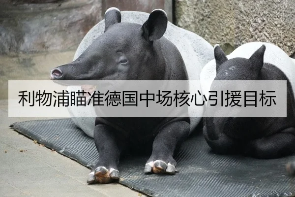 利物浦瞄准德国中场核心引援目标